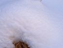 grass below snow