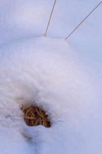 grass below snow