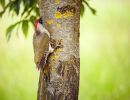 green woodpecker