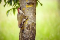green woodpecker