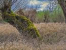 pollard willow