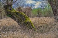 pollard willow