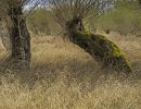 pollard willow in hessia