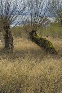 pollard willow in hessia