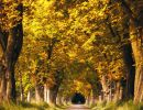 rural road in autumn  