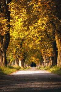 rural road in autumn  
