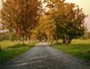 rural road in autumn