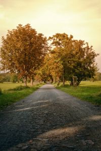rural road in autumn