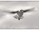 seagull