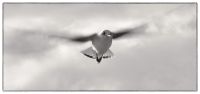 seagull
