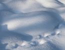 traces in the snow 