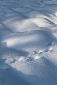 traces in the snow 