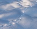 traces in the snow