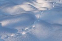 traces in the snow