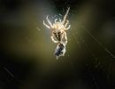 garden spider with prey