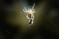 garden spider with prey