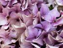 hydrangea flower close up