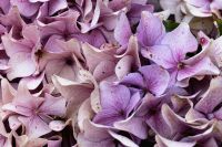 hydrangea flower close up