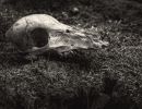 skull in moss