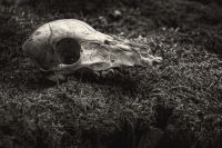 skull in moss