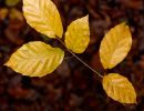 beech leaf