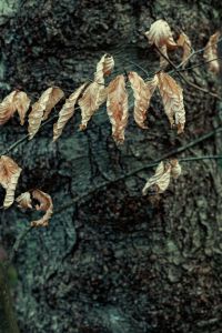 beech leaves