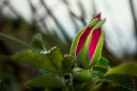 buschrose