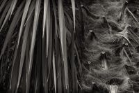 Lines. Texture. Contrast.
