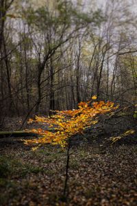 pxl 20221104 070212058 pixel 6sony6300 bearbeitet