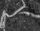root