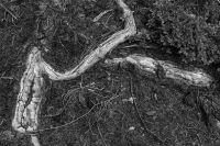 root