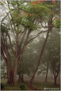 rain