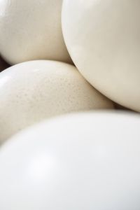 ostrich eggs