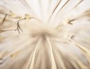 stil seed 1 20210801