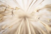 stil seed 1 20210801