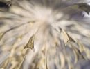stils seeds 2 20210801
