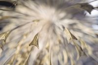 stils seeds 2 20210801