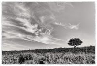 bushwillow