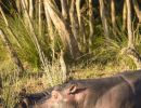 hippos