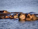 hippos