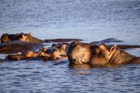 hippos