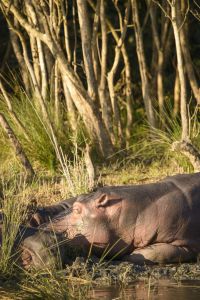hippos