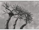 madagascar palm