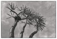 madagascar palm