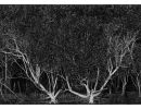 mangrove