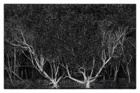 mangrove