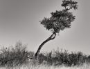 red bushwillow