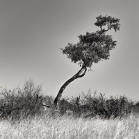 red bushwillow