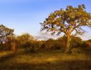umbrella thorn acacia