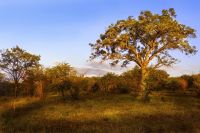 umbrella thorn acacia
